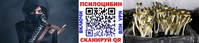 закладки  Шелехов  Псилоцибиновые грибы Psilocybine cubensis 